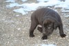 #6 chocolate female